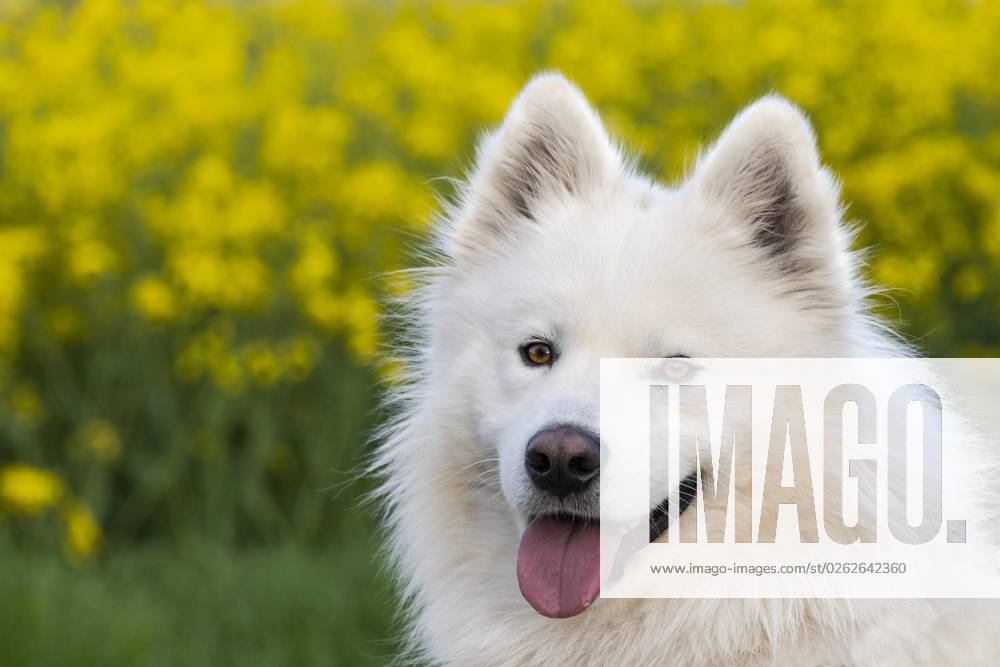 Portrait one white Samoyed Dog Yellow Flowers at Background