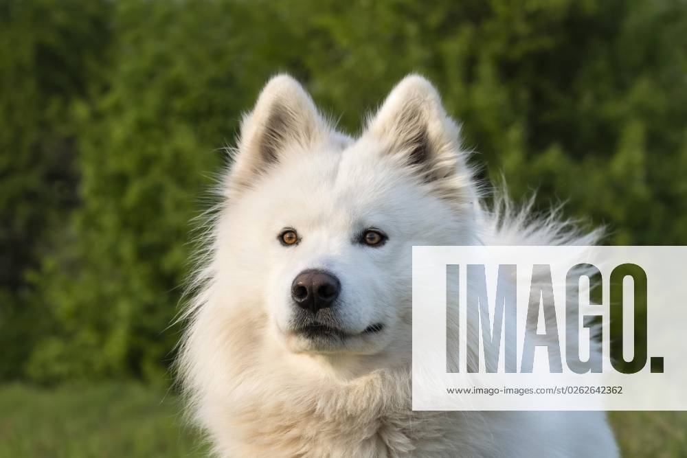 Portrait one white Samoyed Dog green Nature Background