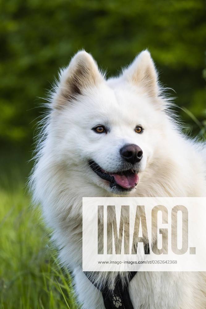 Portrait one white Samoyed Dog green Nature Background