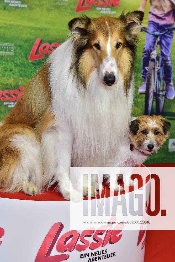Erlin premiere LASSIE dog Lassie, and Pippa arrival, red carpet to Berlin premiere LASSIE a new adventure 09 07 2023 Photopress Mueller