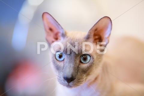 Cute hairless oriental cat close up, peterbald cat,cute,male,paw,peterbald,animal,attentive,beautiful,coat,ears,eye,hairless,naked,nose,oriental,pet,shorthair,whisker,white,luxury,nobleness,relax,rest,sphynxes,gray,playfull,curiosity,kitten,brown,portrait,grey,playfully,background,bald,blue,chair,copper,green,haired,kit,kitties,pets,pink,playful,closeup,close,up,head,looking,horizontal