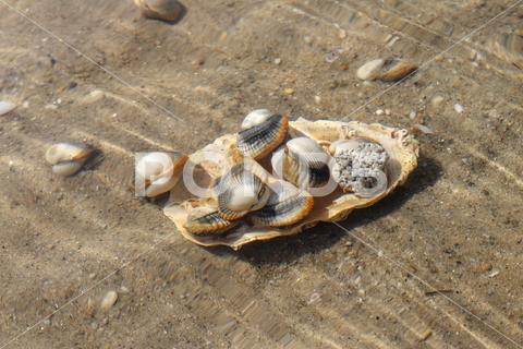 Common cockles underwater on seabed - species of edible saltwater clams animal, clam, cockle, common cockle, conch, heart mussel, dam, detail, dish, edible, edible clam, edible cockle, food, heart, marine, meal, muscle, mussel, nobody, outdoor, outdoors, oval, ribbed, ribbed oval, saltwater, sand, sea, sea animal, sea food, seabed, seafood, shell, shell-fish, shuck, underwater, warping, wave, waves, waving