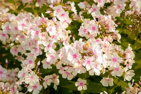 Summer bloomed small flowers pink Phlox.Texture or background flower, Phlox, unpretentious, fragrant, herbaceous, texture, background, plants, flowering, garden, bloom, nature, beauty, flora, green, pink, outdoor, paniculate Phlox, petal, plant, garden Phlox, close-up, bright, floral, purple, perennial, natural, ornamental plant, botany, gardening, perennial Phlox, leaf, colorful, flowers, group, fresh, season, decorative, flowering Plant, paniculate, pattern, pink flower, Botanical, small, love, lush