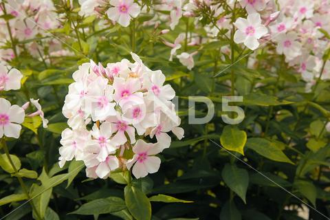 Summer bloomed small flowers pink Phlox.Texture or background flower, Phlox, unpretentious, fragrant, herbaceous, texture, background, plants, flowering, garden, bloom, nature, beauty, flora, green, pink, outdoor, paniculate Phlox, petal, plant, garden Phlox, close-up, bright, floral, purple, perennial, natural, ornamental plant, botany, gardening, perennial Phlox, leaf, colorful, flowers, group, fresh, season, decorative, flowering Plant, paniculate, pattern, pink flower, Botanical, small, love, lush