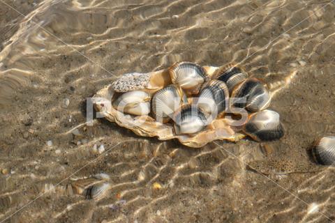 Common cockles underwater on seabed - species of edible saltwater clams abstract, animal, authentic, clam, cockle, common cockle, conch, heart mussel, dam, detail, dish, edible, edible clam, edible cockle, food, heart, meal, muscle, mussel, nobody, outdoors, oval, real, ribbed, ribbed oval, saltwater, sand, sea, sea animal, sea food, seabed, seafood, shell, shell-fish, shuck, underwater, unique, unnatural, unusual, warping, wave, waves, waving