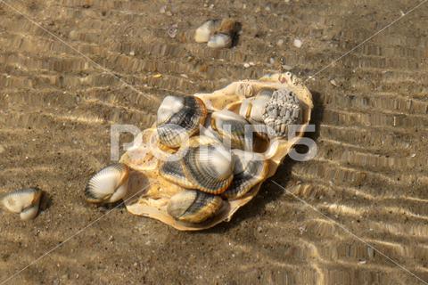 Common cockles underwater on seabed - species of edible saltwater clams animal, clam, cockle, common cockle, conch, conhheart mussel, dam, detail, dish, edible, edible clam, edible cockle, food, heart, meal, muscle, mussel, nobody, outdoors, oval, ribbed, ribbed oval, saltwater, sand, sea, sea animal, sea food, seabed, seafood, shell, shell-fish, shuck, underwater, warping, wave, waves, waving
