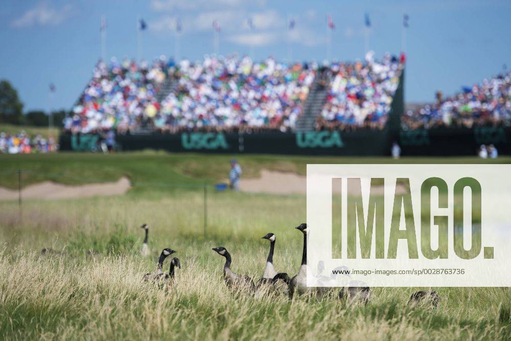 Kanadagäss i närheten av en bana under första omgangen i golfturneringen US Open den 15 juni 2017 i Hartford.