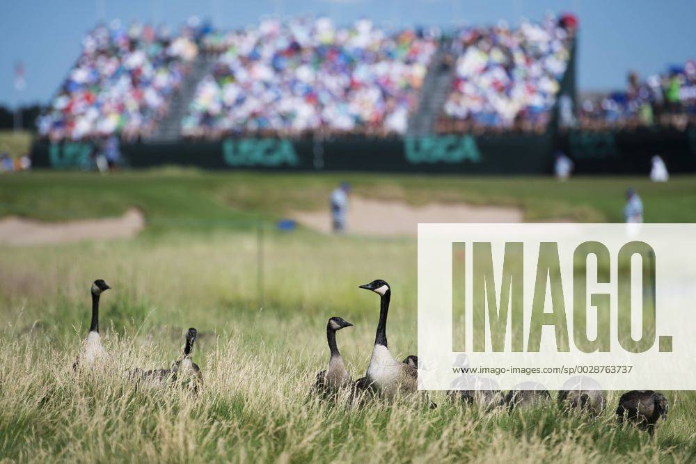 Kanadagäss i närheten av en bana under första omgangen i golfturneringen US Open den 15 juni 2017 i Hartford.