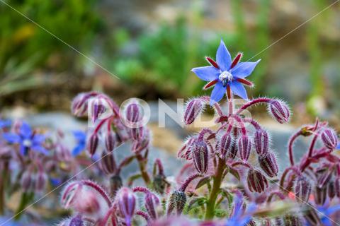 A soft focus of a blue Starflower or Borage (Borago officinalis) flowers and buds at a meadow starflower, borage, borago, officinalis, flowers, buds, blue, meadow, field, nature, natural, flower, plant, herb, purple, blossom, garden, summer, spring, leaf, macro, flora, bloom, blooming, beauty, fresh, growth, wild, grass, floral, closeup, bud, tree, outdoors, park, wildflower, leaves, stem, petals, bright, background