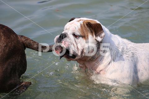 A selective focus shot of cute dogs in a lake cute, dog, animal, nature, grass, outdoor, portrait, background, park, mammal, outdoors, summer, furry, forest, purebred, brown, young, friend, small, puppy, autumn, white, day, beautiful, outside, canine, natural, adorable, domestic, pet, breed, field, sun, lovely, fur, dogs, bulldog, tail, water, sea, beach, swim, lake
