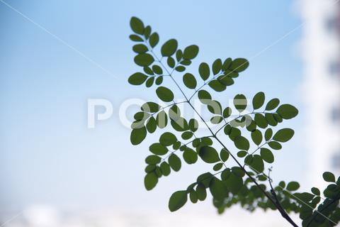 A low angle shot of drumstick tree leaves under the sunlight and a blue sky with a blurry background drumstick, tree, leaves, branch, leaf, nature, background, fresh, food, garden, grow, park, greenery, blue, sky, daytime, focus, growth, sunny, low