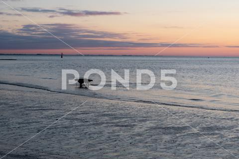 A silhouette of a dog standing on wavy seawater at twilight in Norderney, Germany dog, silhouette, sea, coast, twilight, sunset, norderney, germany, summer, beach, ocean, animal, water, pet, sand, vacation, puppy, outdoor, shore, landscape, outdoors, doggy