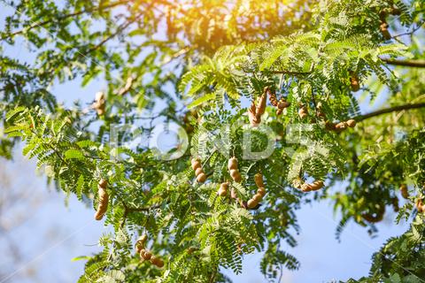 Tamarind tree, ripe tamarind fruit on tree with leaves in summer background, Tamarind plantation agricultural farm orchard tropical garden agriculture, asia, asian, background, brown, closeup, crop, curve, delicious, dessert, eating, edible, exotic, food, fresh, freshness, fruit, garden, green, group, health, healthy, ingredient, leaf, market, natural, nature, nutrition, open, organic, pile, plant, raw, ripe, seed, sharing, shell, sour, sweet, tamarind, tamarind juice, tamarind leaves, tamarinds, texture, thai, tree, tropical, vegetable, vegetarian, vitamin
