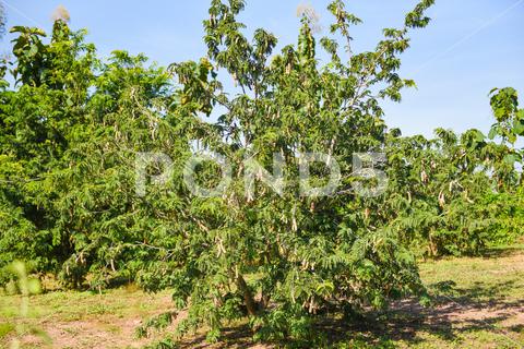 Tamarind tree, ripe tamarind fruit on tree with leaves in summer background, Tamarind plantation agricultural farm orchard tropical garden agriculture, asia, asian, background, brown, closeup, crop, curve, delicious, dessert, eating, edible, exotic, food, fresh, freshness, fruit, garden, green, group, health, healthy, ingredient, leaf, market, natural, nature, nutrition, open, organic, pile, plant, raw, ripe, seed, sharing, shell, sour, sweet, tamarind, tamarind juice, tamarind leaves, tamarinds, texture, thai, tree, tropical, vegetable, vegetarian, vitamin