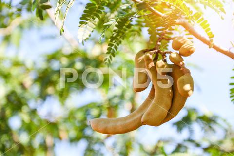 Tamarind tree, ripe tamarind fruit on tree with leaves in summer background, Tamarind plantation agricultural farm orchard tropical garden agriculture, asia, asian, background, brown, closeup, crop, curve, delicious, dessert, eating, edible, exotic, food, fresh, freshness, fruit, garden, green, group, health, healthy, ingredient, leaf, market, natural, nature, nutrition, open, organic, pile, plant, raw, ripe, seed, sharing, shell, sour, sweet, tamarind, tamarind juice, tamarind leaves, tamarinds, texture, thai, tree, tropical, vegetable, vegetarian, vitamin