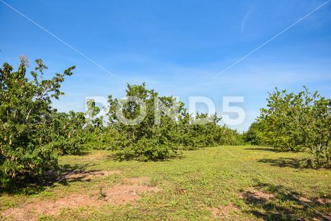 Tamarind tree, ripe tamarind fruit on tree with leaves in summer background, Tamarind plantation agricultural farm orchard tropical garden agriculture, asia, asian, background, brown, closeup, crop, curve, delicious, dessert, eating, edible, exotic, food, fresh, freshness, fruit, garden, green, group, health, healthy, ingredient, leaf, market, natural, nature, nutrition, open, organic, pile, plant, raw, ripe, seed, sharing, shell, sour, sweet, tamarind, tamarind juice, tamarind leaves, tamarinds, texture, thai, tree, tropical, vegetable, vegetarian, vitamin