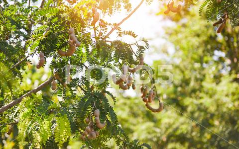 Tamarind tree, ripe tamarind fruit on tree with leaves in summer background, Tamarind plantation agricultural farm orchard tropical garden agriculture, asia, asian, background, brown, closeup, crop, curve, delicious, dessert, eating, edible, exotic, food, fresh, freshness, fruit, garden, green, group, health, healthy, ingredient, leaf, market, natural, nature, nutrition, open, organic, pile, plant, raw, ripe, seed, sharing, shell, sour, sweet, tamarind, tamarind juice, tamarind leaves, tamarinds, texture, thai, tree, tropical, vegetable, vegetarian, vitamin