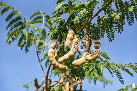 Tamarind tree, ripe tamarind fruit on tree with leaves in summer background, Tamarind plantation agricultural farm orchard tropical garden agriculture, asia, asian, background, brown, closeup, crop, curve, delicious, dessert, eating, edible, exotic, food, fresh, freshness, fruit, garden, green, group, health, healthy, ingredient, leaf, market, natural, nature, nutrition, open, organic, pile, plant, raw, ripe, seed, sharing, shell, sour, sweet, tamarind, tamarind juice, tamarind leaves, tamarinds, texture, thai, tree, tropical, vegetable, vegetarian, vitamin