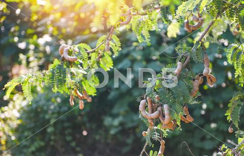 Tamarind tree, ripe tamarind fruit on tree with leaves in summer background, Tamarind plantation agricultural farm orchard tropical garden agriculture, asia, asian, background, brown, closeup, crop, curve, delicious, dessert, eating, edible, exotic, food, fresh, freshness, fruit, garden, green, group, health, healthy, ingredient, leaf, market, natural, nature, nutrition, open, organic, pile, plant, raw, ripe, seed, sharing, shell, sour, sweet, tamarind, tamarind juice, tamarind leaves, tamarinds, texture, thai, tree, tropical, vegetable, vegetarian, vitamin
