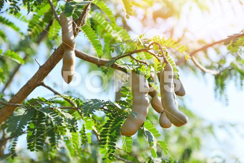 Tamarind tree, ripe tamarind fruit on tree with leaves in summer background, Tamarind plantation agricultural farm orchard tropical garden agriculture, asia, asian, background, brown, closeup, crop, curve, delicious, dessert, eating, edible, exotic, food, fresh, freshness, fruit, garden, green, group, health, healthy, ingredient, leaf, market, natural, nature, nutrition, open, organic, pile, plant, raw, ripe, seed, sharing, shell, sour, sweet, tamarind, tamarind juice, tamarind leaves, tamarinds, texture, thai, tree, tropical, vegetable, vegetarian, vitamin