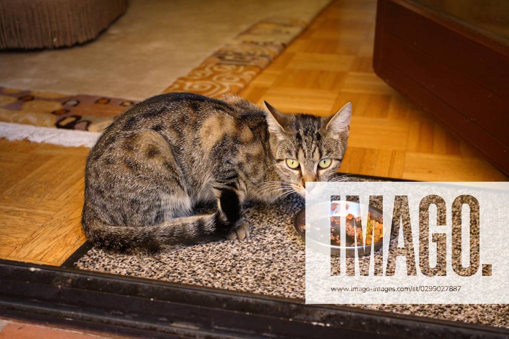 Domestic cat, Bowl, Fressnapf