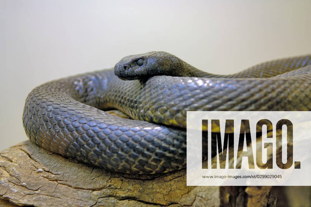 Germany Taipan, Northern Territory Oxyuranus microlepidotus , wild Snake, Australia, Oceania