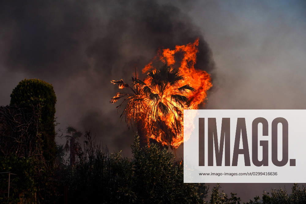 Wildlife In Southern Urban Of Attica A burning tree during a wildfire in southern urban of Attica, Greece, on 17, July 2023. Fire fighting forces battling a blaze that broke out on Monday in the Kouvaras area in Attica were further reinforced on Monday afternoon, while a warning was sent via the emergency number 112 to evacuate several settlements in southeast Attica. Attica Greece