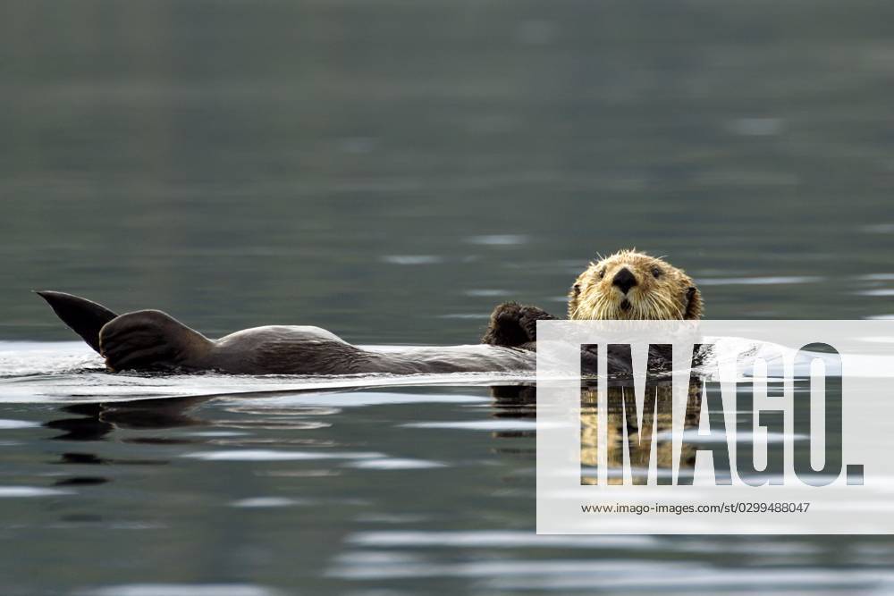 A Seeotter Enhydra Lutris drives at the Back horizontal at the Water surface, Prince William Sound, Alaska, USA, North America