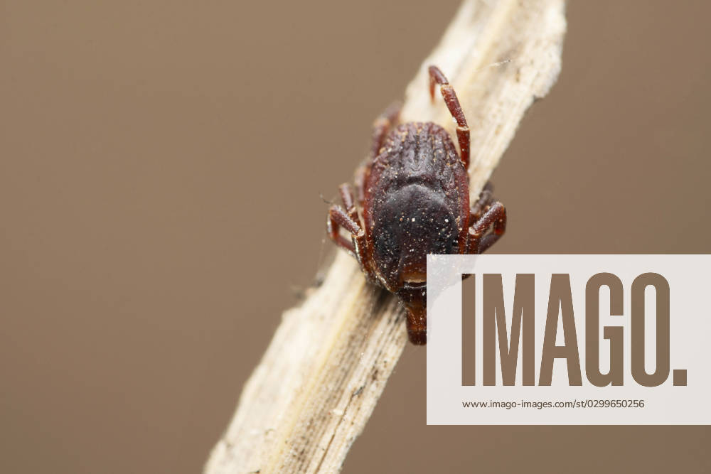 Hard bodied tick, Hyalomma marginatum at Satara, Maharashtra Hard bodied tick, Hyalomma marginatum at Satara, Maharashtra, India