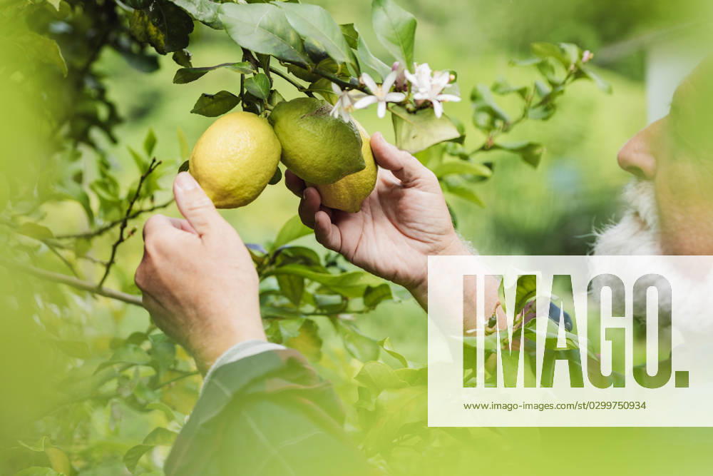 IMAGO Creative: Sommer, Sommertage im Garten MR_ID14973_13980_JuanUnzueta.jpg Side view of aged gray haired male farmer touching fresh green lemons and looking away while standing near tree with leaves and flowers in daylight against blurred greenery, Model released HodeiUnzueta_ID14973_457537_036