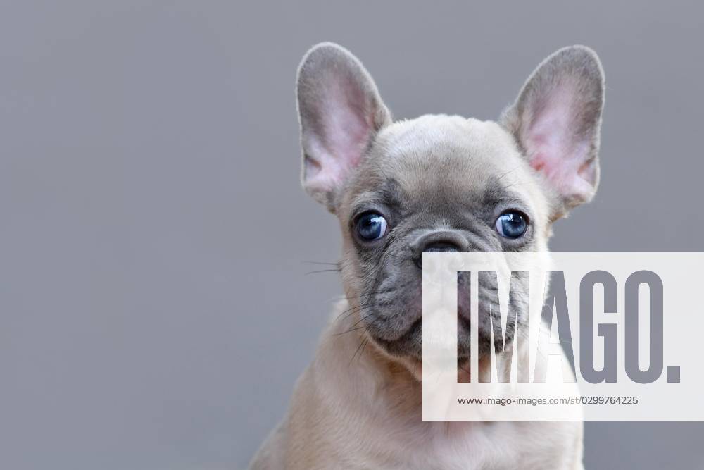 Portrait one Boys purple, fawn French Bulldog puppies with Big ones blue Eyes at grey Background