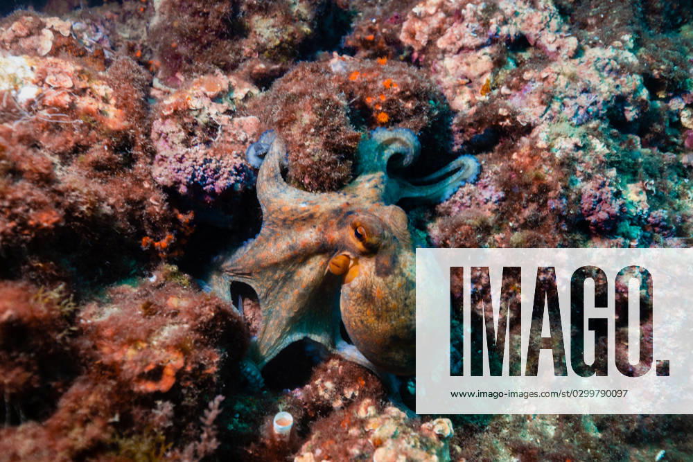 From above of octopus sitting near reddish stones on seabed in clear water in Spain RubenSoto_ID15060_459407_015
