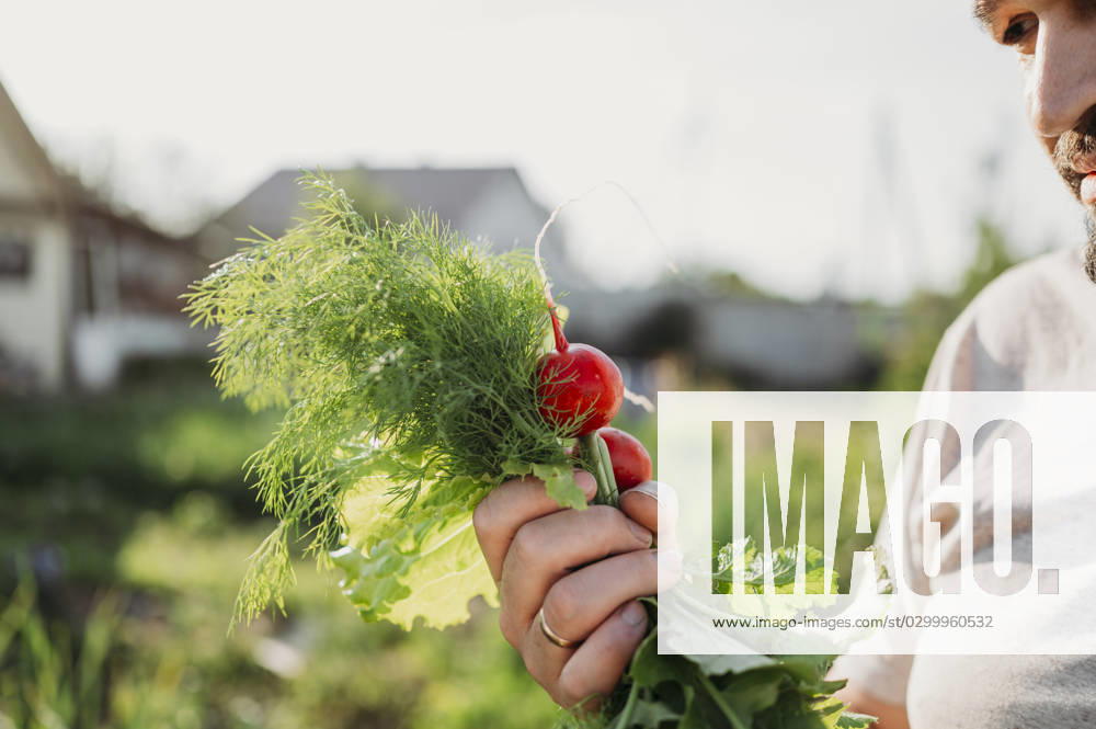 IMAGO Creative, Sommer, Food, Radieschen Farmer holding radish and dill in field model released, Symbolfoto property released, ANAF01563