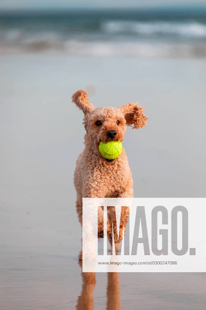 Adorable purebred pet dog with tennis ball in mouth looking at camera while running with reflection on wet sandy beach near blurred waving sea MR SergioVictorVega_ID15750_479140_002
