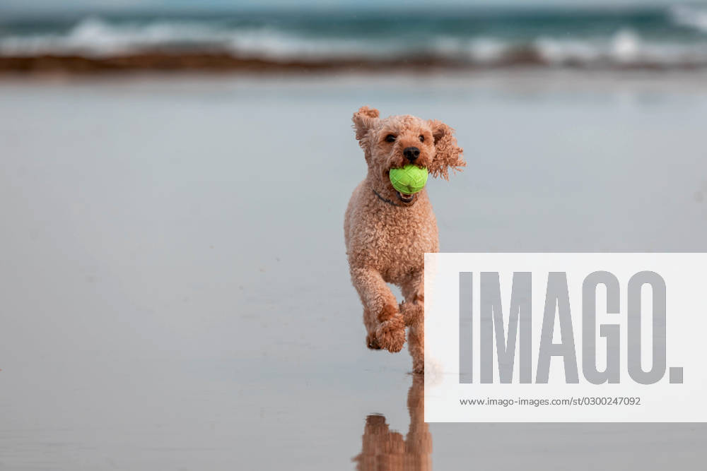 Adorable purebred pet dog with tennis ball in mouth looking at camera while running with reflection on wet sandy beach near blurred waving sea MR SergioVictorVega_ID15750_479141_003