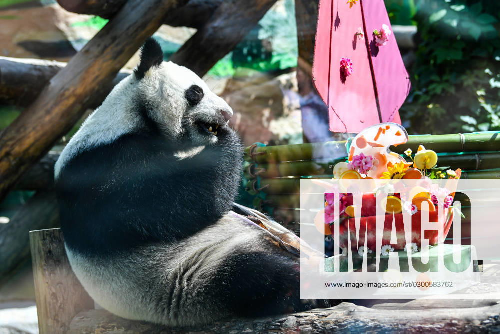 (230730) -- MOSCOW, July 30, 2023 -- Giant panda Dingding enjoys a birthday meal during her birthday celebration at the Moscow Zoo in Moscow, capital of Russia, July 30, 2023. Two giant pandas from China, Ruyi and Dingding, who have been living at the Moscow Zoo since 2019, enjoyed their birthday celebrations in Russia on Sunday. ) RUSSIA-MOSCOW-GIANT PANDAS-BIRTHDAY CaoxYang