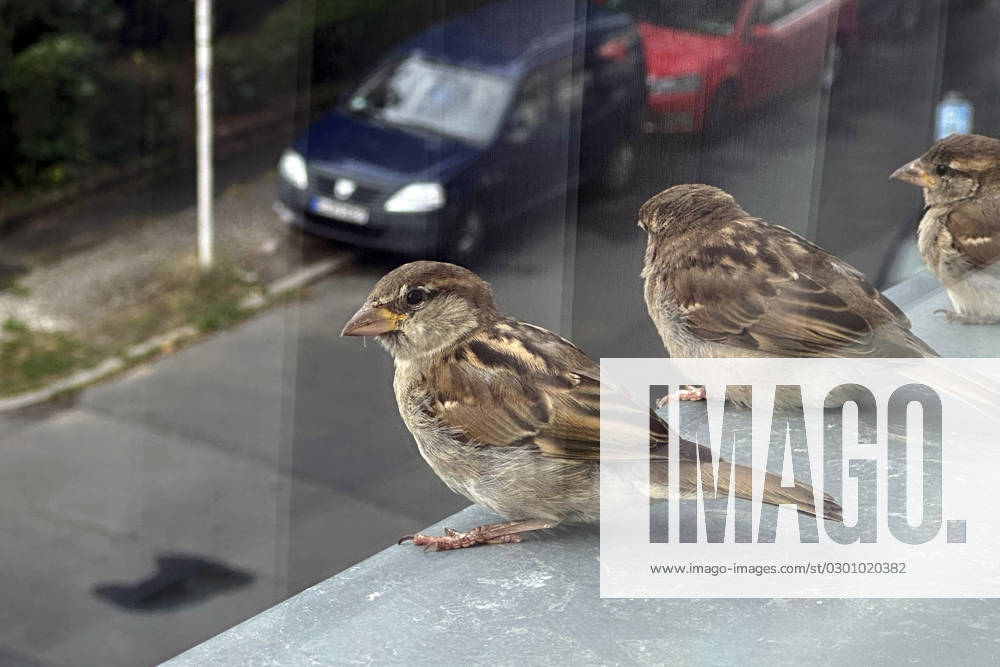 Berlin, GER Female House Sparrows sitting on a window sill outside, outdoor photo, Berlin, Germany, Europe, european, fauna, window sill, house sparrows, season, nobody, Passer domesticus, QF, landscape, songbirds, summer, sparrows, sparrow bird, animals, animal kingdom, wildlife, birds, female, Western Europe, wildlife 230723D