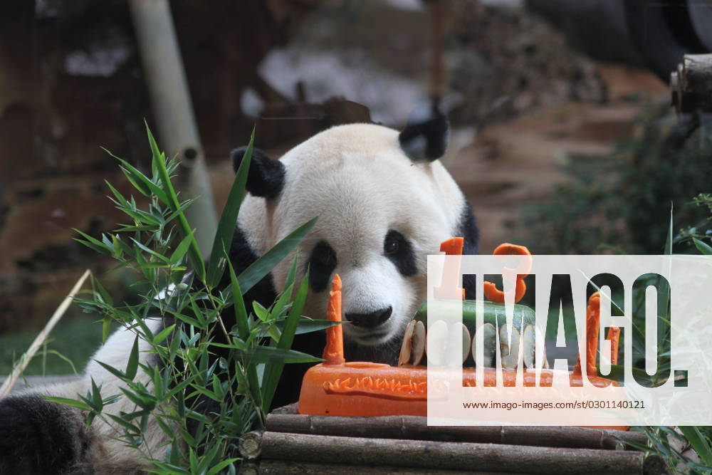 (230805) -- BOGOR, Aug. 5, 2023 -- Giant panda Cai Tao is seen during a celebration for his 13th birthday at Taman Safari in Bogor, West Java, Indonesia, Aug. 5, 2023. The giant pandas Cai Tao and Hu Chun from southwest China s Sichuan Province have been living in the safari park since 2017. (Photo by Xinhua) INDONESIA-BOGOR-GIANT PANDA-CAI TAO-BIRTHDAY CELEBRATION SandikaxFadilah