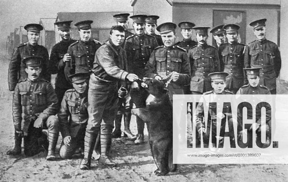 Canadians in camp at Salisbury Plain with bear mascot Canadian troops in camp at Salisbury Plain posing with their regimental pet, a black bear. There is no hard fast evidence to suggest so in the caption but it is possible that this is Winnie, the bear smuggled to Britain by Lt. Harry Colebourn of The Fort Garry Horse, a Canadian cavalry regiment en route to the Western Front. The bear was left at London Zoo where she became very popular with visitors, including Christopher Robin Milne, son of A. A. Milne, who would go on to write his Winnie-the-Pooh stories based on the animal. Date: 1914