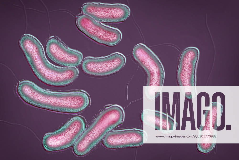Bacilli vibrio cholera Bacilli Vibrio cholera. Cholera is an infectious and contagious disease, characterized by sudden diarrhea. Left untreated, the main form of cholera is fatal. Image taken from an X 1000 optical microscopy view.