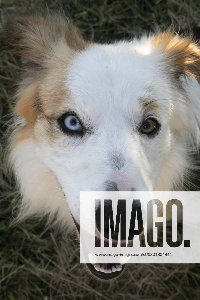 Vairon-eyed dog vairon-eyed border collie cross australian shepherd dog close up front view.