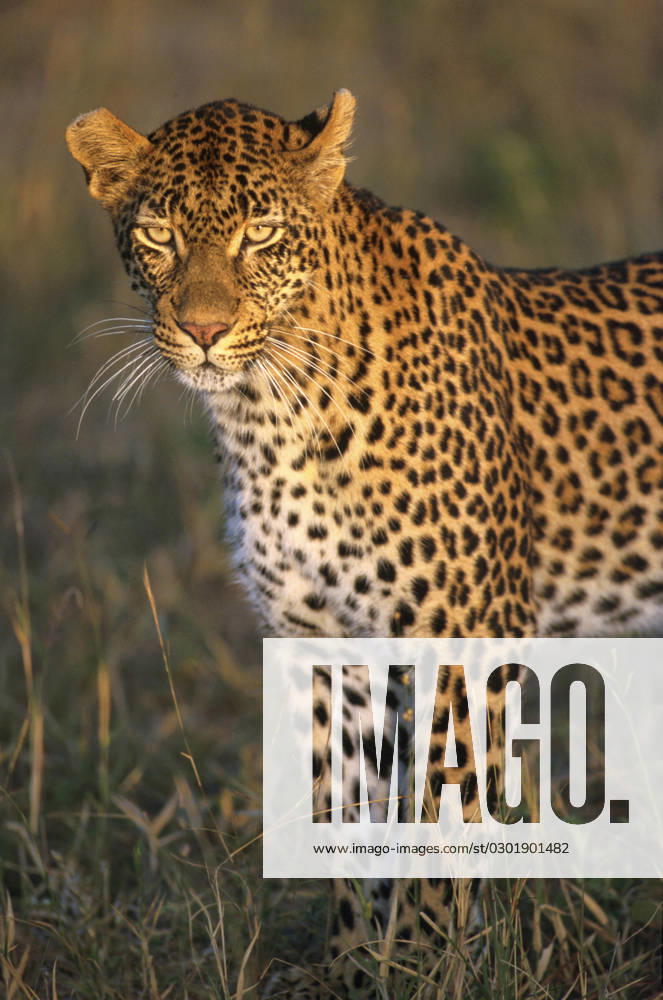 Africa, South Africa, Sabi Sabi, Sabi Sand, leopard, wildlife, vertical, cat, safari