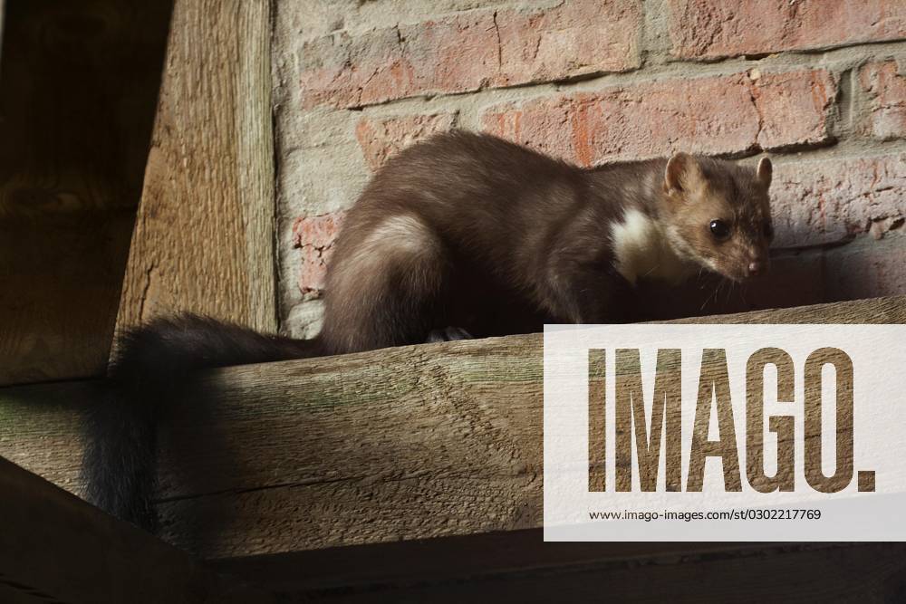 Beech marten, Stone Martens Martes foina , Stone Martens at the Hunting in a Barn