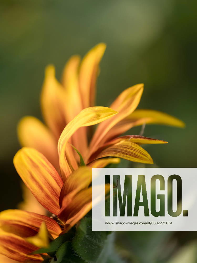 Detail of yellow, orange, and red sunflower in field. United States, Virginia, Nokesville R_YWPB230731-1222863-01