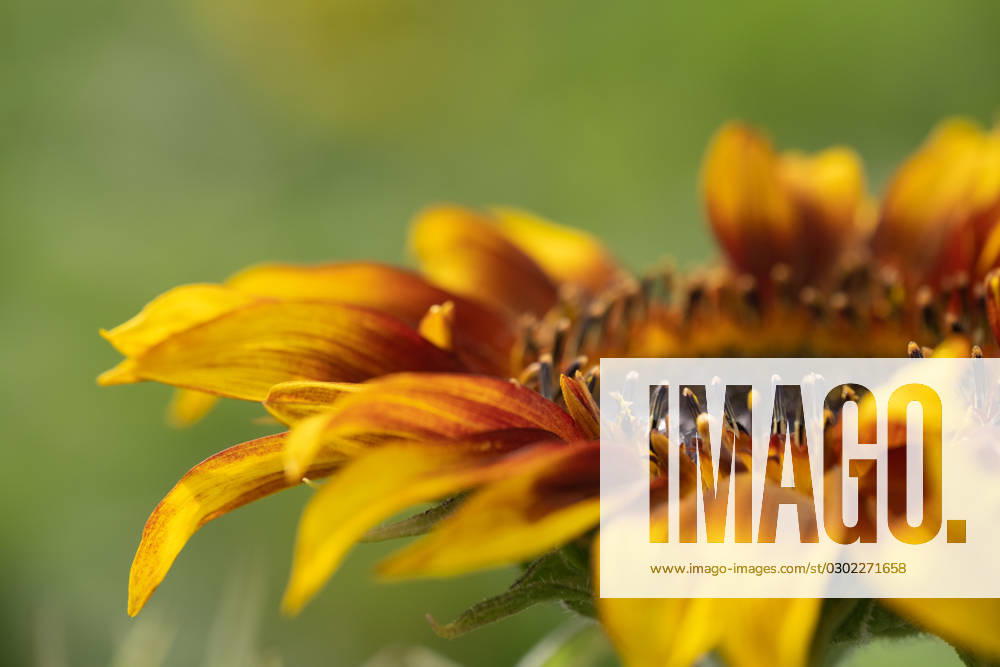 Detail of yellow, orange, and red sunflower in field. United States, Virginia, Nokesville R_YWPB230731-1222875-01