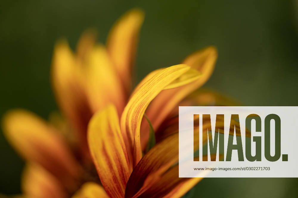 Detail of yellow, orange, and red sunflower in field. United States, Virginia, Nokesville R_YWPB230731-1222883-01