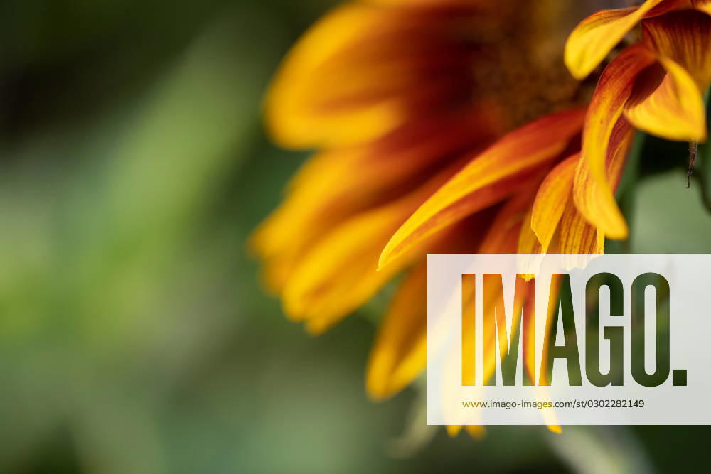 Detail of yellow, orange, and red sunflower in field. United States, Virginia, Nokesville R_YWPB230731-1222881-01