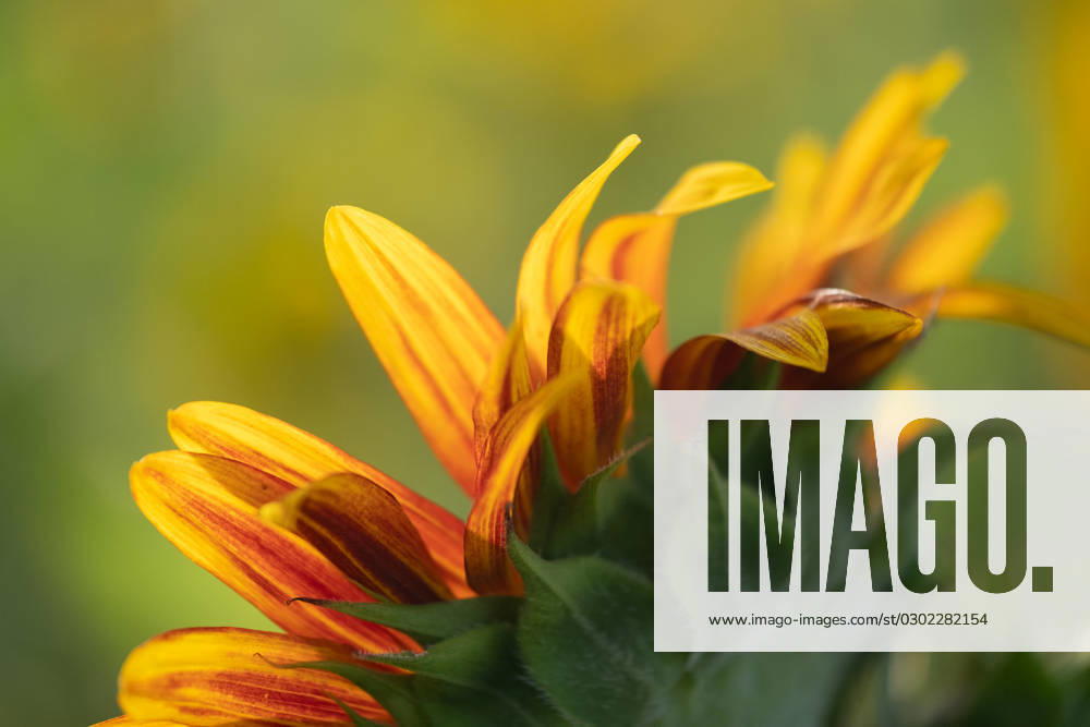 Detail of yellow, orange, and red sunflower in field. United States, Virginia, Nokesville R_YWPB230731-1222882-01