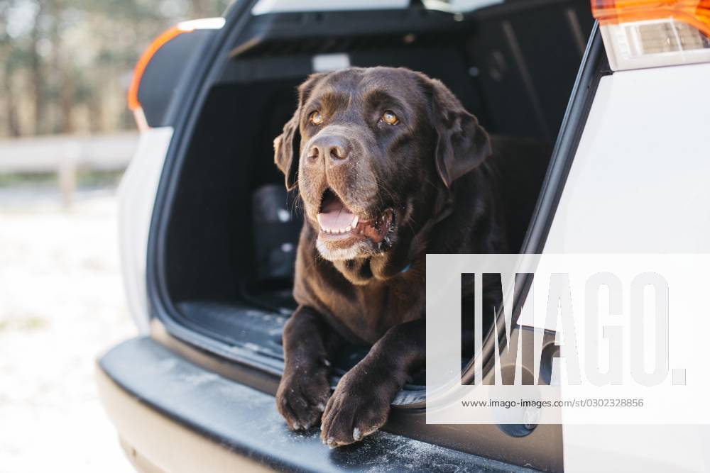 Dog relaxed open Trunk