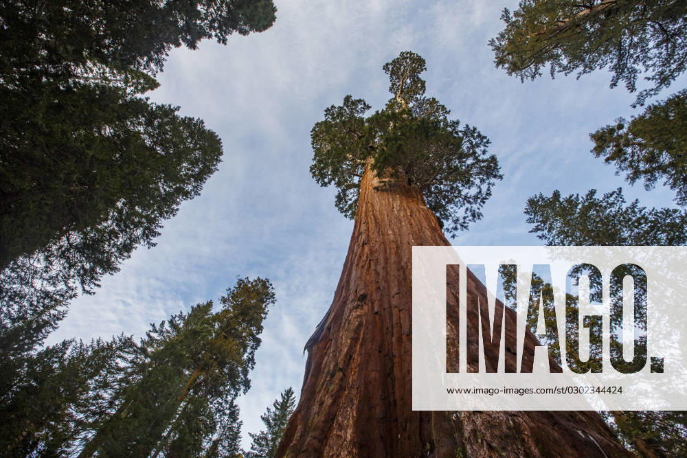 Giant Sequoia trees at King s Canyon National Park, California. Cedar Grove, California, United States CR_STBU230823-1240779-01